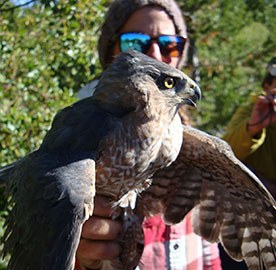 hawk hawk